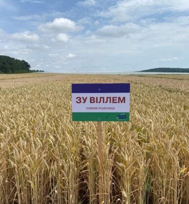 Пшеница Виллем ЗУ - Элита