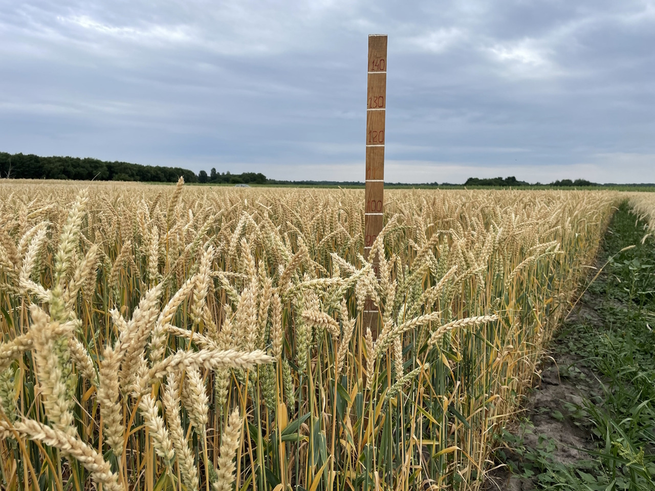 Пшениця Гадзинка (Супер Еліта) Рік врожаю 2023