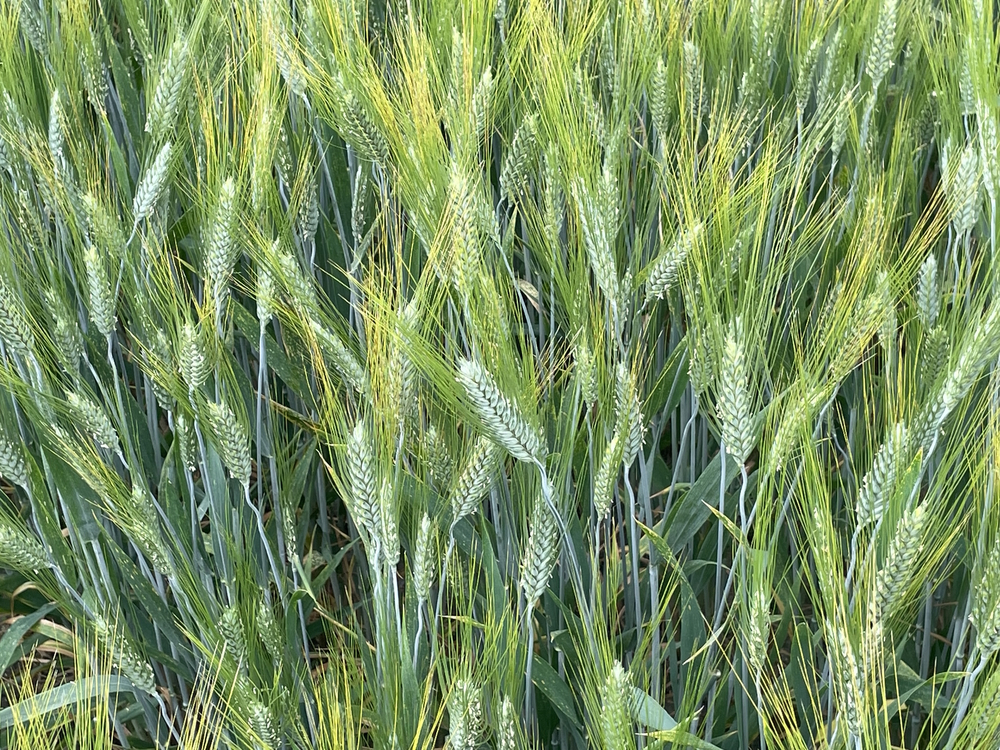 Пшениця Єлісей (Супер Еліта)