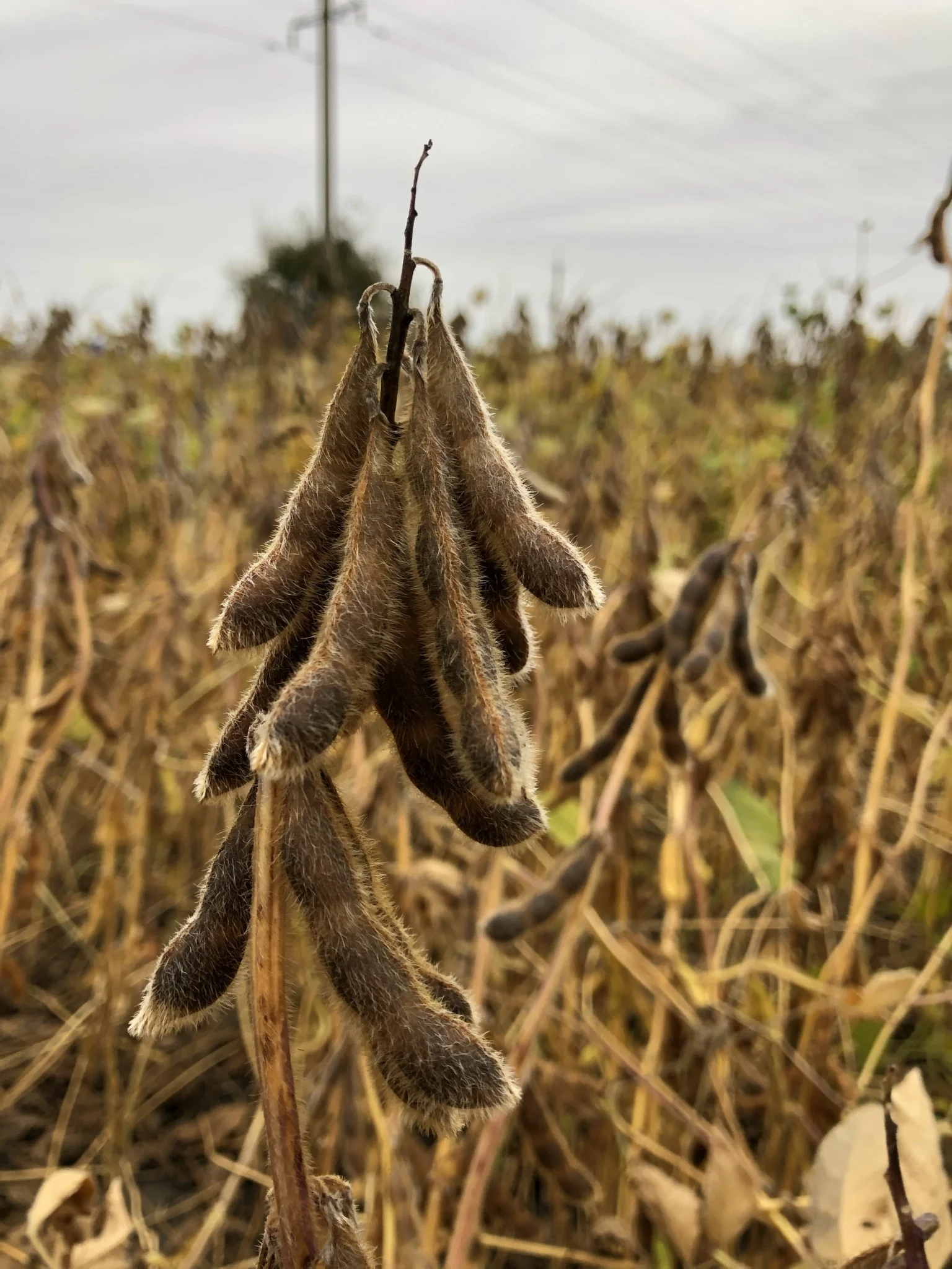 Адельфія (Перша репродукція)