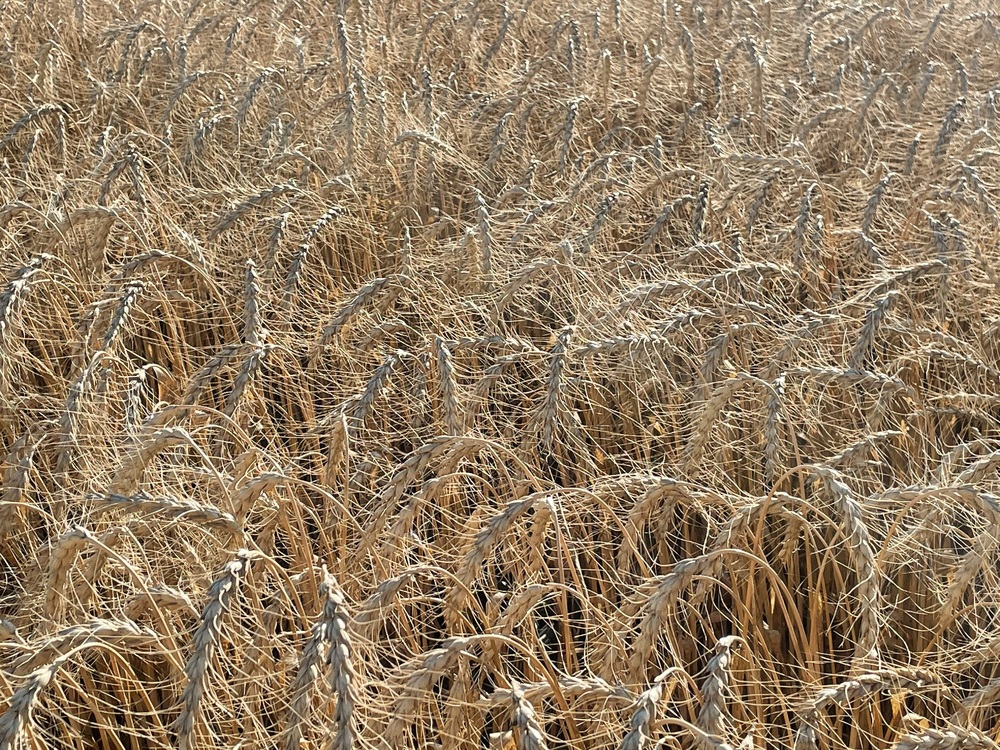 Пшениця Спельта Евріка (Супер Еліта)